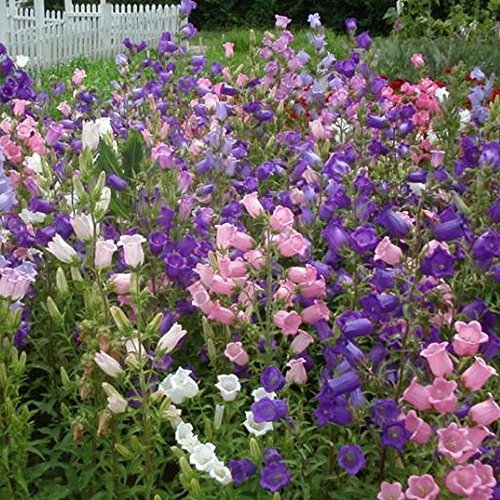 Campanula medio impasto, campanula, campanule Bulk 1000+ semi