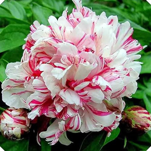 Peony Plants for Sale,Peony Plants and Bulbs, Ideal for Cut Flowers and Wedding Decor.-8bulbs-D