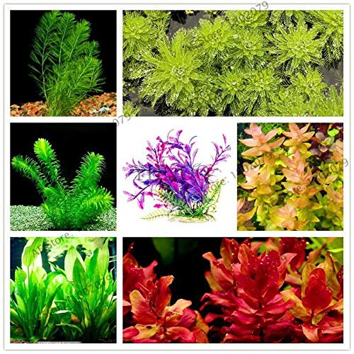 10: 100 pcs/Bag Different Types Aquatic Plants Aquarium Decoration Grass Seed A : Seeds Only
