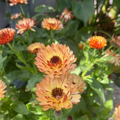 semi di calendula perenni - decorazione giardino esterno resistenti precoce estremamente vecchie varietà 1000pcs