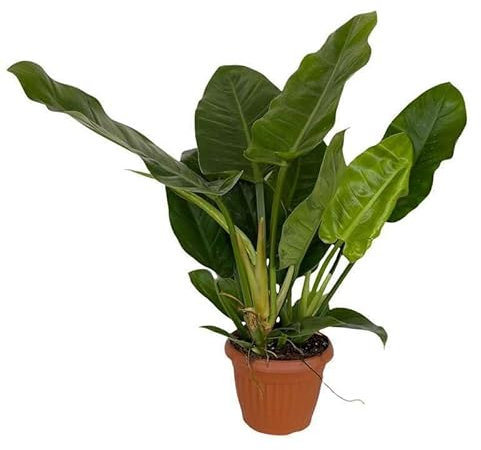 Philodendron Imperial Green. Garden Talamonti.