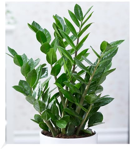 BALDUR Garten Zamioculcas, 1 Pflanze, Glücksfeder, Zamie, Zamia Farn, Zamia Palme, pflegeleichte Zimmerpflanze Zimmerpflanze, Grünpflanze, mehrjährig - frostfrei halten, Zamioculcas zamiifolia