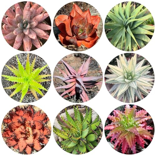 aloe vera blumenwiese mehrjährig, herbst deko aloe vera blumenbeet, exotische winterhart geschenke für gartenfreunde 100samen