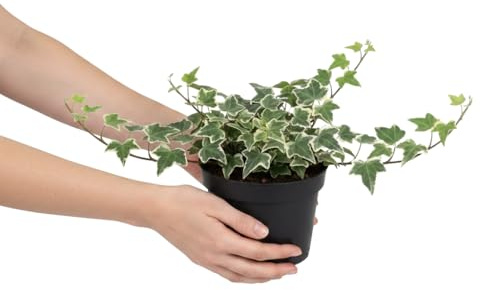 Hedera Helix Variegata Hiedra común variegada para Salón DECOALIVE - Planta Natural en Maceta 13 cm de Diámetro y 25 cm de Altura