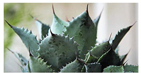 Stk - 10x Agave potatorum Garten Pflanzen - Samen B614 - Seeds & Plants Shop by Ipsa