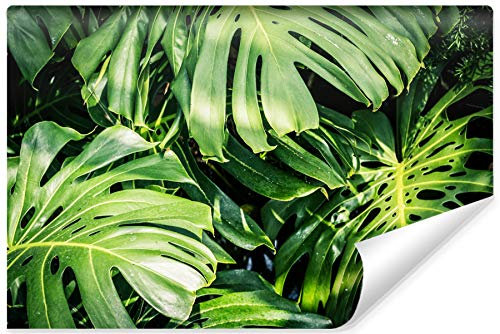 Muralo Selbstklebende Fototapete 135 x 90 Monstera Blätter Natur Tapete Pflanzen Flora Dschungel Exotik Wohnzimmer Schlafzimmer Wandbilder XXL Wand Br. 135 cm x Hö. 90 cm
