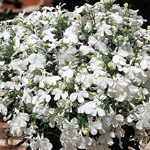 Viridis Hortus - Lobelia White Lady 0.08g's (2000) Bedding Flower Seeds