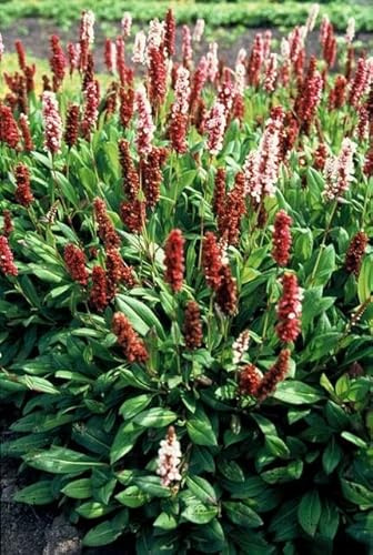 Schneckenknöterich Persicaria aff. 'Darjeeling Red' – 10-25cm – Ø9cm – 6 Pflanzen – Rotes Laub – Sonne & Halbschatten – Pflegeleichte Staude