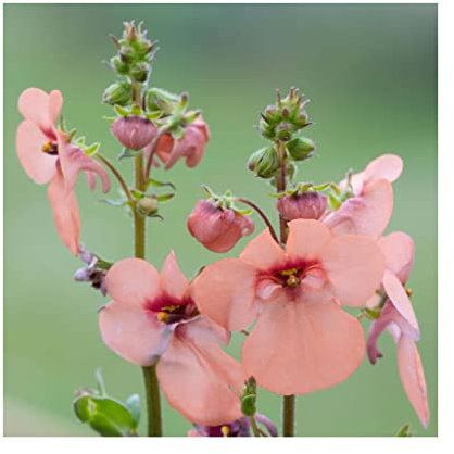 Diascia Peach - 6 Starter Plants -.Fantastic for Hanging Baskets, Plug Plants. Summer is here
