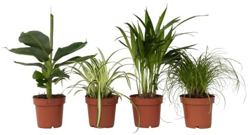 Plant in a Box - Tierfreundlichen Zimmerpflanzen - Mischung mit 4 - Luftreinigend - Topf 12cm - Höhe 25-40cm