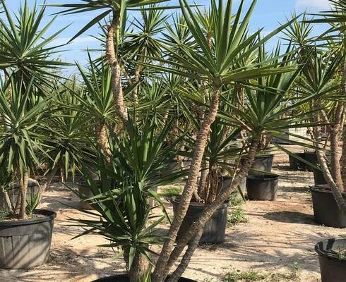 graines de yucca 70 pièces vertes