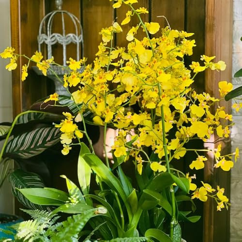 Semi di orchidea Oncidium, semi di Oncidium hybridum, decorazione floreale rare semi esotici da giardino serre da balcone 300pcs