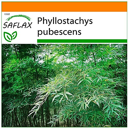 SAFLAX - Garden in the Bag - Gräs-Bambu-Moso Jättebambu - 20 Frön - Med underlag i en passande resväska - Phyllostachys pubescens