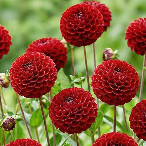 Dahlias Bulbes Pon Pon Rouge-Noir Collection - 5 Bulbes de Fleurs à Planter Exterieur - Plante Exterieur Jardin - Naturelle Plantes de Hollande (pas de graines, non artificielle)
