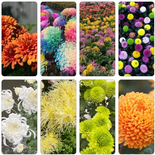 crisantemo semi selvatici, autunno semi selvatico giardino rocce primavera autunno resistenti giardino balcone 700pcs