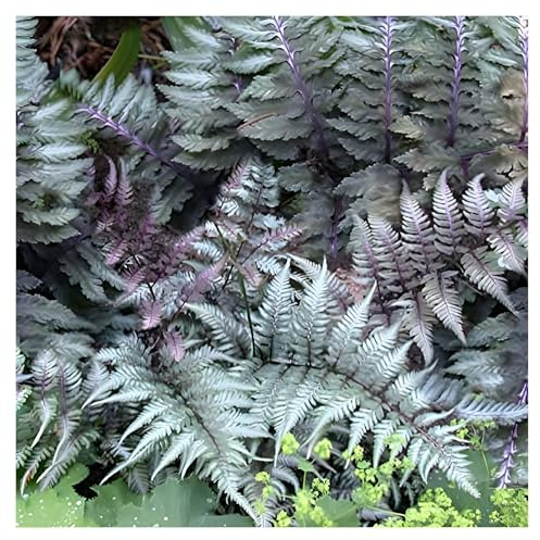 Stauden Gänge 3 x Athyrium niponicum 'Red Beauty' winterhart | Roter Farn für Halbschatten bis Schatten, mehrjährig, 1 L Topf (11x11 cm)