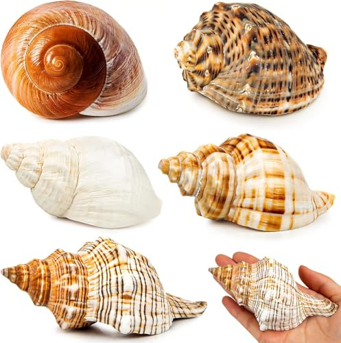 SKOOLOVE Lot de 5 coquillages de crabe ermite extra larges, taille de la conque de mer naturelle de 7,6 cm à 11,9 cm, taille d'ouverture de 4,1 à 6,9 cm, coquillages turbo pour fournitures de crabe
