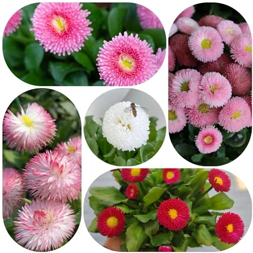 semi di margherita - giardino biologici esterno 1200pcs