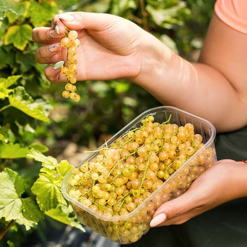 semi di ribes, uva spina, da balcone regali per gli amanti del giardino vecchie varietà colonnare da nani resistenti esotiche 500pcs