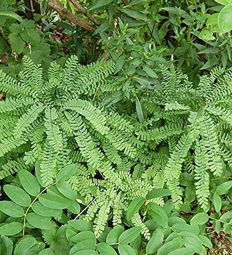 Pfauenradfarn - Adiantum pedatum