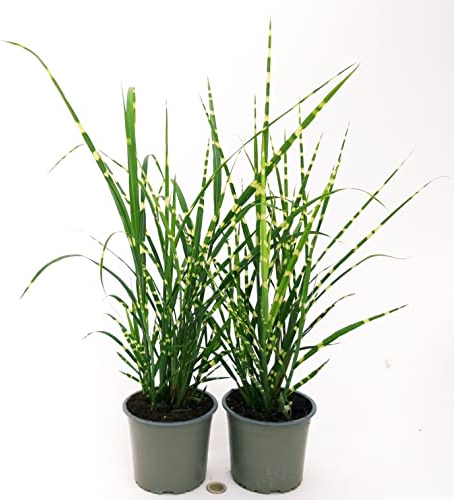 POWERS TO FLOWERS - MISCANTHUS SINENSIS GOLD BAR, 2 PIANTE, VASO 14CM, piante vere