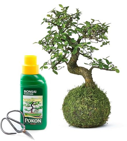Tranquil Plants Chinese elm Bonsai Tree | Home Decor Kokedama House Plant with Green Moss Ball | Indoor Plants for Gardening and Gifts - 10 Years 25cm High (Plant, Tray, Scissor & Feed)