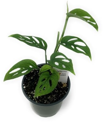 Mostera Adansonii Natural Planta de Adán de Interior para Amantes de lo Exótico