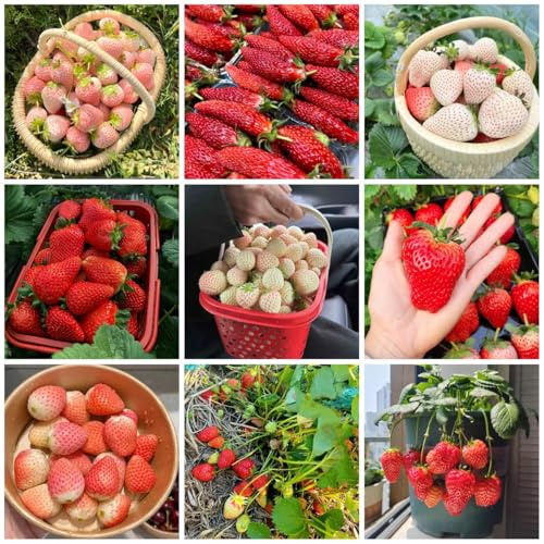 semi di fragola, resistenti all'inverno per balconi di fragola sapote, resistenti 200pcs