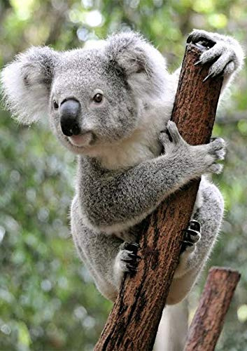 5D Diamant Gemälde zum Selbermachen Koala Diamanten Stickerei Kreuzstich für Erwachsene Kunst und Handwerk Leinwand Zubehör Wanddekoration Mosaik Bilder 30 x 40 cm