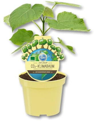 Kiribaum CO₂ Klimabaum | Paulownia Nordmax21 schnell wachsend | winterhart | 50–60 cm hoch | für Balkon Garten Terrasse | Schattenbaum mit großer dekorativer Krone | Green Me Up