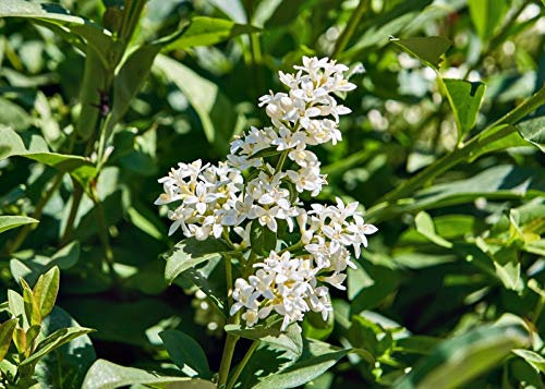 Ligustro sinense Ligustrum sinensis pianta da siepe in vaso da 2 lt h. 50/80 cm Vivaio di Castelletto