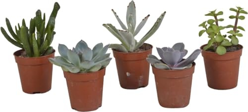 Kit 5 Suculentas Naturales Plantas de Interior o Exterior