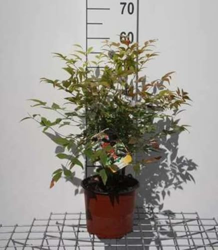 Nandina domestica - Bambou Sacré, Bambou Céleste, Nandine Domestique 30-40 cm en pot