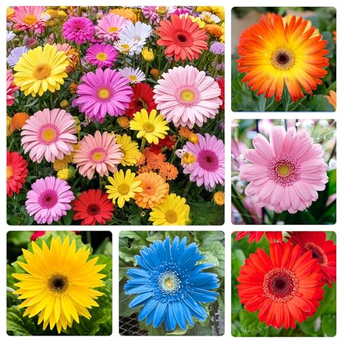 300+ Mixed Perennial African Daisy Seeds for Planting - Beautiful Osteospermum Daisy Plant in Your Home Flower Garden - Non-GMO Heirloom Variety