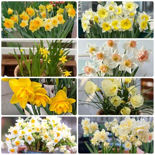 4bulbi da narcisi - precoce di narcisi perenni resistenti, mazzo, primaverili