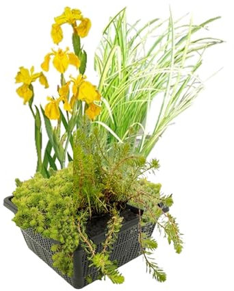vdvelde.com - Filterpflanzen Set - - wasserpflanzen- 4 Pflanzen- Platzierung: -10 bis -20 cm
