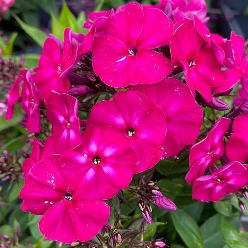 Phlox Famous Magenta - Fragrant Hardy Perennial for Gardens - Deep Cerise Flowers - Flowering Outdoor Plant in Pot (9cm Pot, 10-20cm)