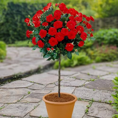 YouGarden Patio Standard Red Rose in 4 Litre Pot, Ready to Plant, 40cm Stem