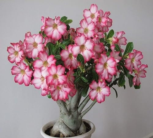 100 graines de fleurs d'adénium