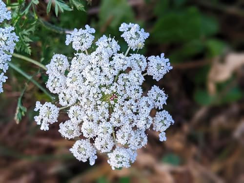 RP Seeds Myrrhis odorata (Sweet Cicely) - 15 Seeds. British Native Wildflower.