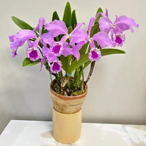 350 piezas semillas de orquideas - de semillas orquídea Cattleya, del balcon resistentes al invierno para el jardín, jardín