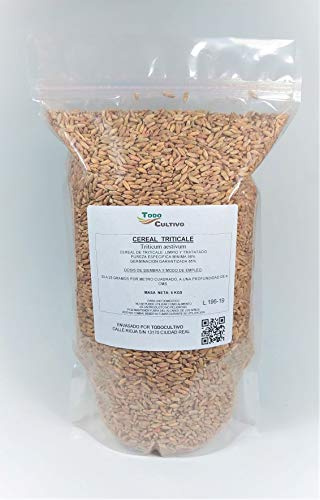 Triticale traité pour semer 5 kg céréales hybrides de blé et de seigle.