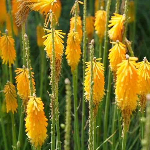 semi di giglio torcia - esterni giardino resistenti 120pcs