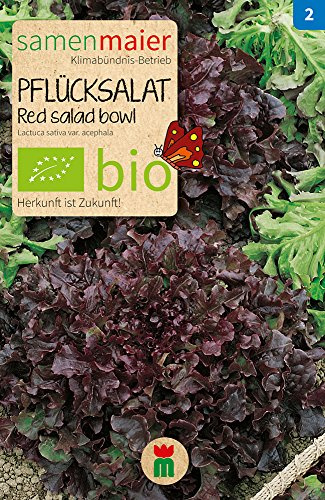 BIO Pflücksalat Red salad bowl Samen - roter Eichblattsalat - Aussaat März bis August - Erntezeit Mai bis Oktober - reicht für ca. 150 Pflanzen - Samen Maier