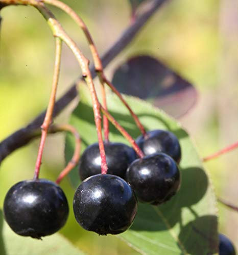 Apfelbeere Aron 40-60cm - Aronia melanocarpa