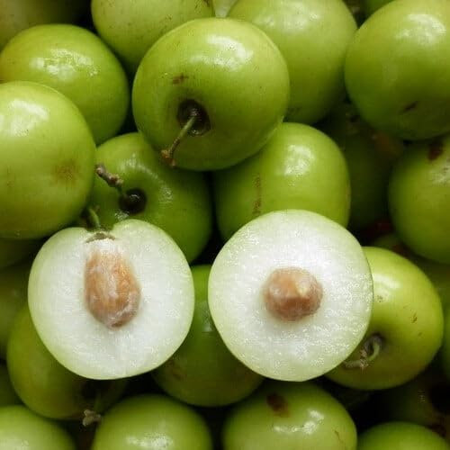 Plant World Seeds - Ziziphus Mauritana Seeds (Tree & Shrub Seeds)