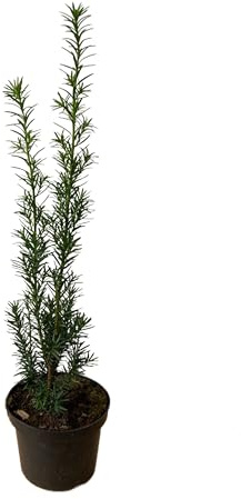 Fresh Plants - Plante - If hybride - Taxus × media ‘Hicksii’ Pot Ø 19 cm - Hauteur env. 70 cm