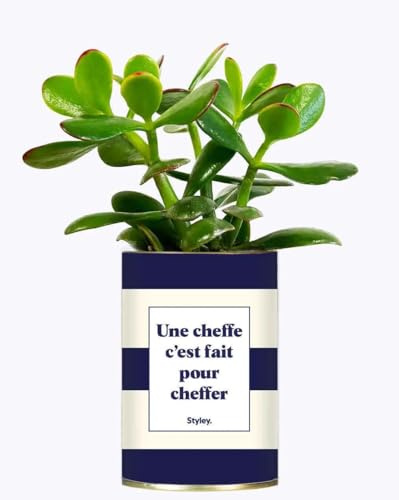 Plante Facile à Entretenir - Une cheffe C'est Fait pour cheffer