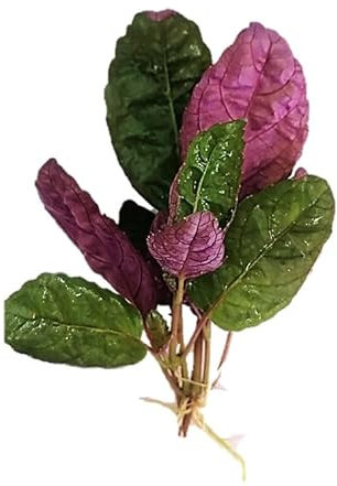 Floratica 3 X Hemigraphis Colorata (Exotica) Live Aquarium Plants Tropical Fish Tank Shrimp Safe Snail Free