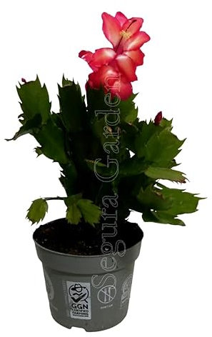 Planta natural Schlumbergera, cactus de Navidad, santa teresita. Decora tu hogar con una hermosa Schlumbergera, cactus de Navidad. Colores vibrantes, fácil cuidado.